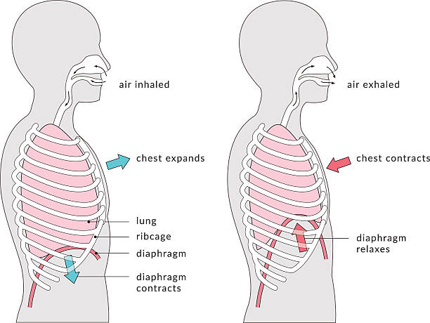 illustrations, cliparts, dessins animés et icônes de schéma de respiration - exhaler