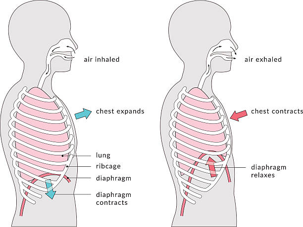 Breathing Diagram Breathing - a labelled diagram showing the mechanics of breathing. When inhaling, the diaphragm contracts and the lungs expand, pushing the chest upwards. When exhaling the diaphragm relaxes and the lungs contract, moving the chest back down.  rib cage stock illustrations