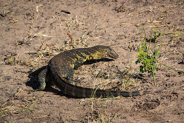 istock Nile Monitor 527315841