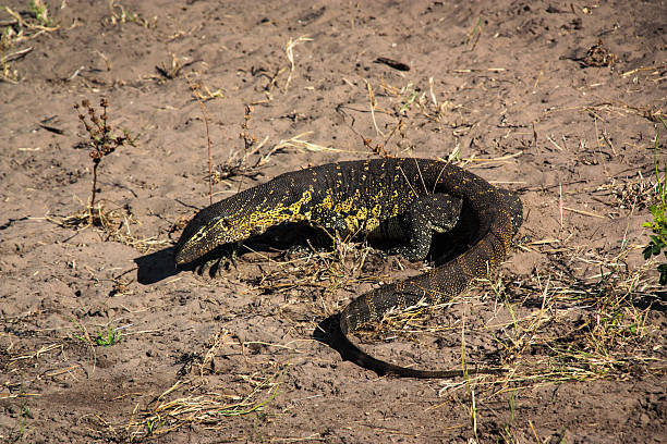 istock Nile Monitor 527315855