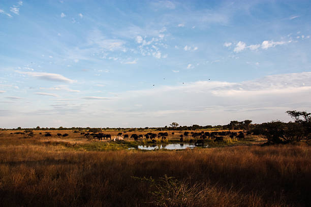 istock Buffalo at the water hole 527316169