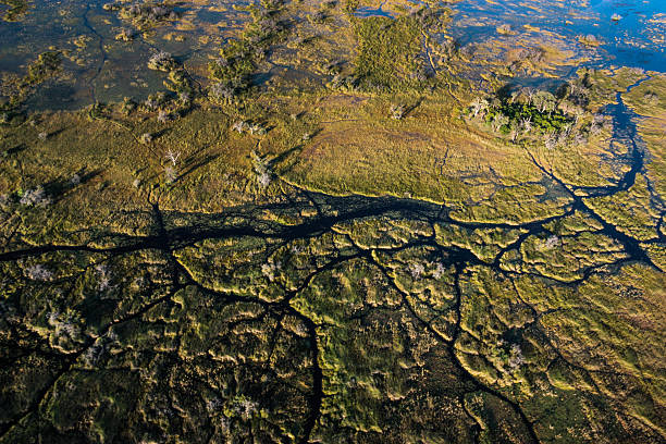 Okavango Delta stock photo