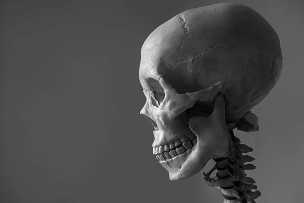 Human Skull stock photo