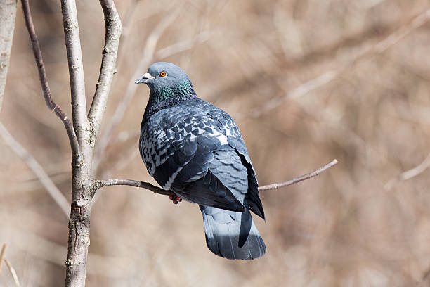istock Columba livia, Rock Dove. 527317569