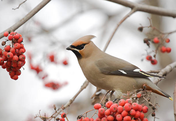 istock Waxwing with berry of mountain ash 527318263