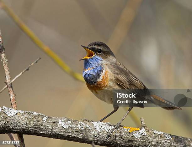 Photo libre de droit de Chanter Gorgebleue Sur La Succursale banque d'images et plus d'images libres de droit de Arbre - Arbre, Bleu, Branche - Partie d'une plante