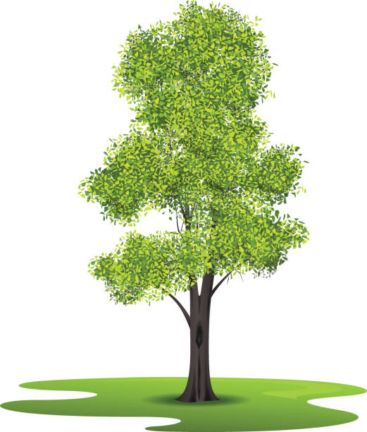 Ash Ash tree in vector icon ash tree stock illustrations
