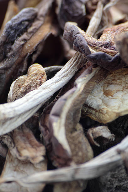 istock Dried wild mushrooms. 527319501