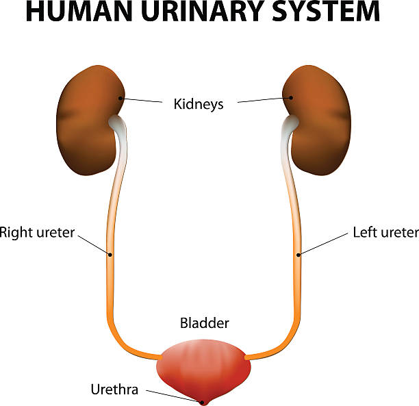 Human urinary system The Human urinary system includes the kidneys, ureters, urinary bladder, and urethra. ureter stock illustrations