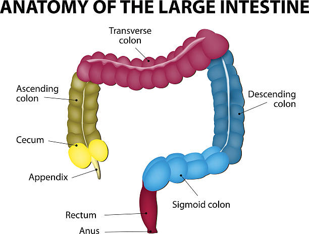 ilustrações, clipart, desenhos animados e ícones de intestino grosso. anatomia humanos - descending colon