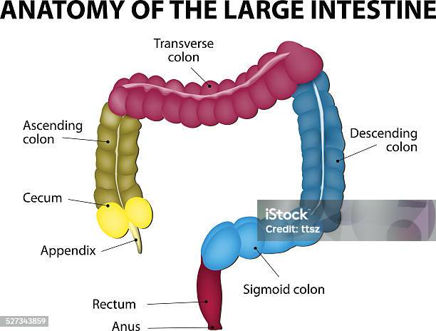 Large Intestine Human Anatomy Stock Illustration - Download Image Now - Sigmoid Colon, Colostomy, Anus