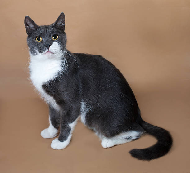 istock Gray cat with white spots sitting on yellow 527343935