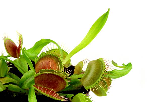flytrap, planta carnívora. (dionaea muscipula) - venus fly trap fotografías e imágenes de stock
