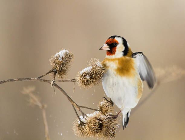 istock European Goldfinch flits over the burdock 527344473