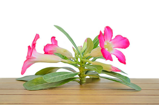 desert rose sur une table en bois avec fond blanc - desert rose photos et images de collection