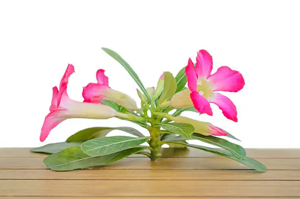 Desert Rose on wood table with white background