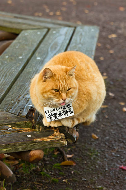istock Japanese funny cat 527345055