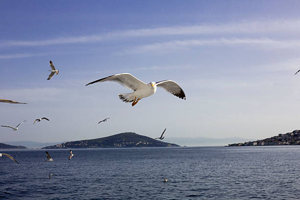 istock Seagulls. Sea of Marmara, Adalar 527345225