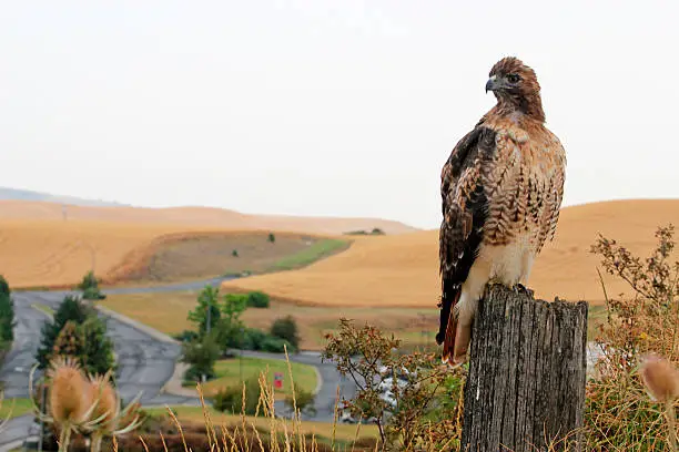 A juvenile red-tailed hawk rests on a fence post in Pullman, Washington.
