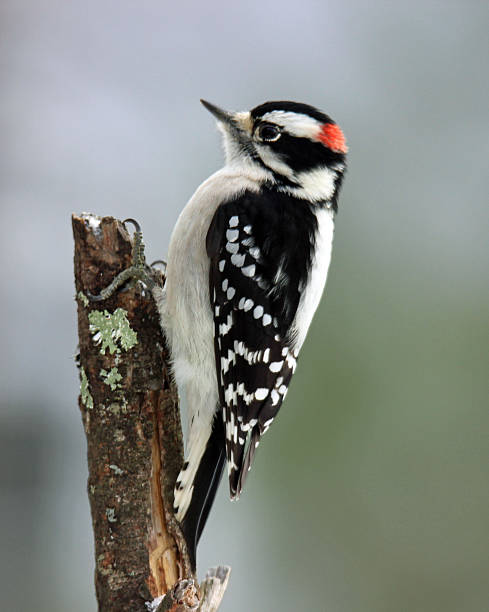 istock Male Downy Woodpecker 527346949