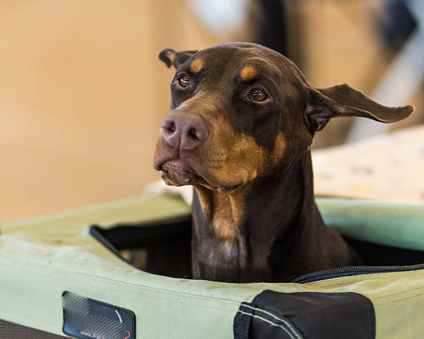 istock Doberman Pinscher Lookout 527347359