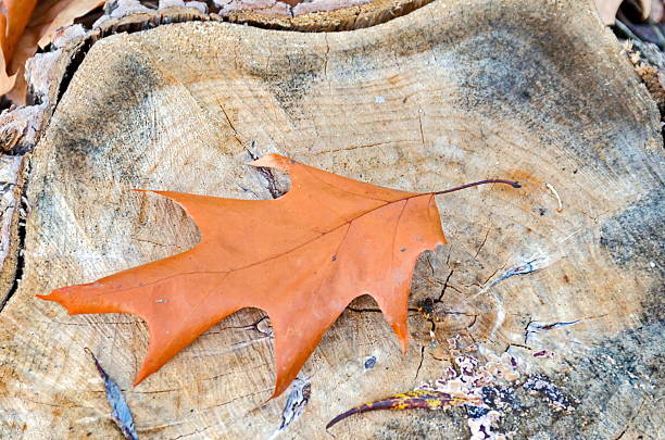 istock Leaf of oak tree on the stump 527348639