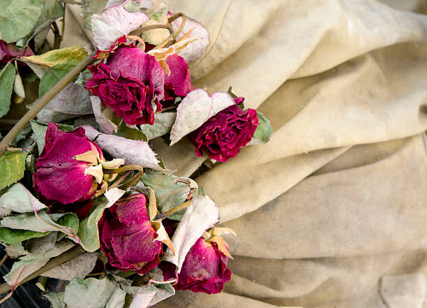 istock red dry roses  on beige background 527349031