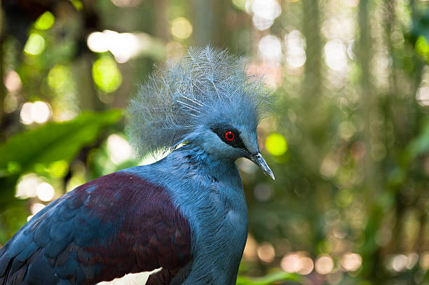istock Exotic Bird Goura Victoria 527349069