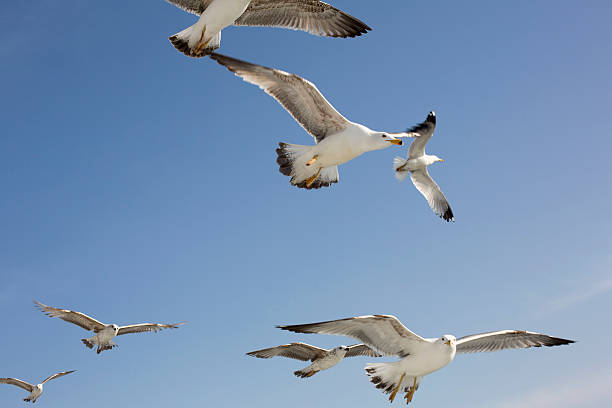 istock Seagulls. Sea of Marmara, Adalar 527349971