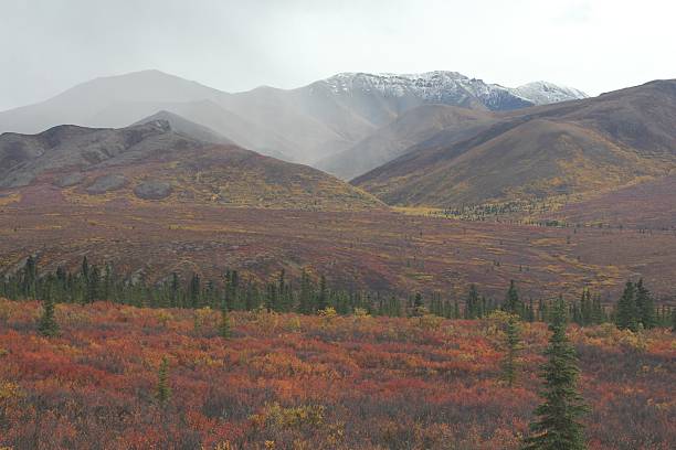 istock Bright Fall color in Denali National Park Alaska 527349991