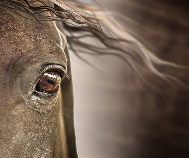 istock Eye of horse with mane on dark background 527367877