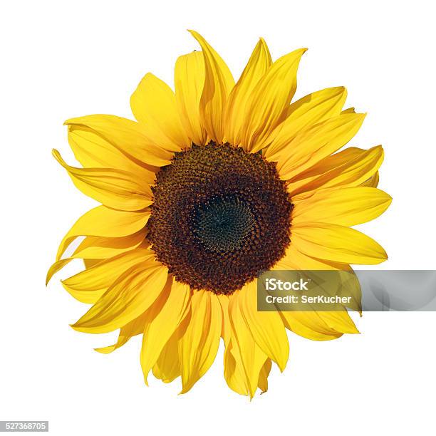 Petite Felt Sunflower Bouquet Flowers — Casita International Gift Shop