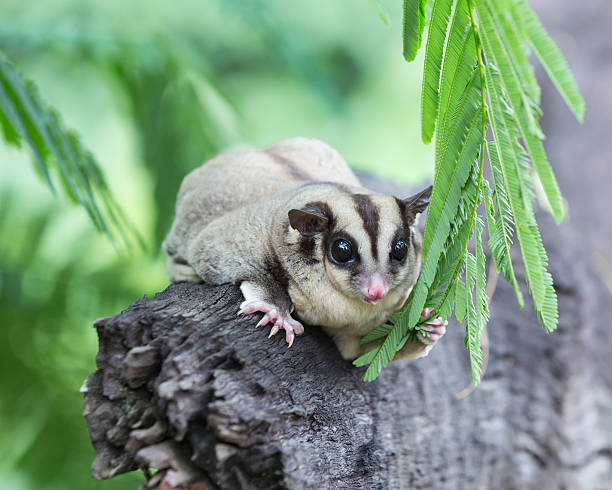 istock Beautiful sugar glider in nature 527368777