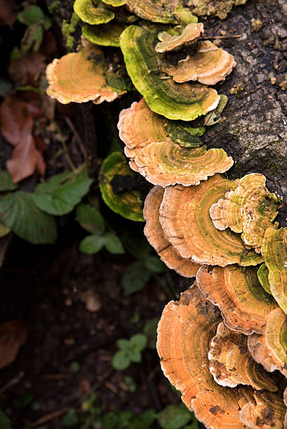 istock Beautiful Fungus Family on A Tree Trunk 527370019