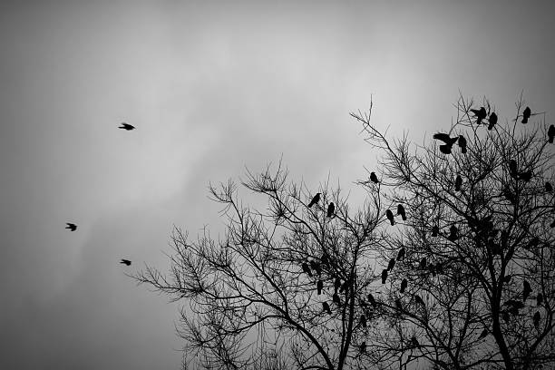 istock Lot of crows sitting on leafless tree. Black and white 527370033