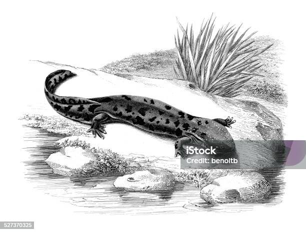 Hellbender Vector Hellbender Salamander Stock Illustration - Download Image Now ...