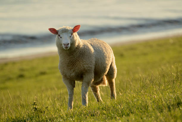 ovelhas em dyke no mar de wadden - wadden wadden sea unesco world heritage site sea - fotografias e filmes do acervo