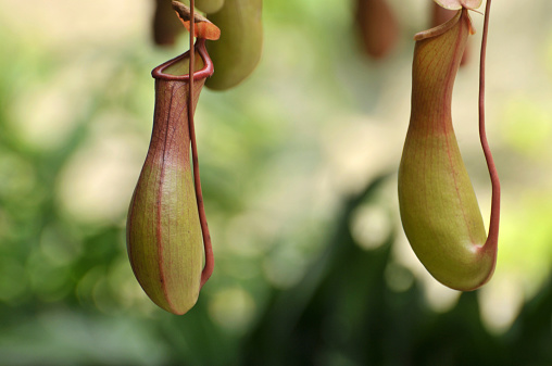 Nepenthes and Morning Glory in the park