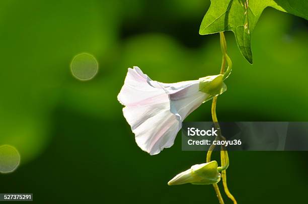 Morning Glory Stock Photo - Download Image Now - Beauty, Beauty In Nature, Blossom