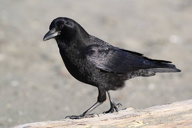 istock American Crow - Corvus brachyrhynchos 527375367