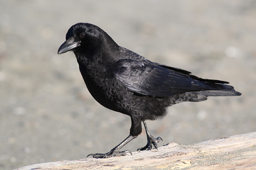 An American Crow (Corvus brachyrhynchos) on driftwood at the beach