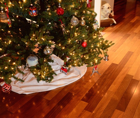 Labrador Retriever with a Christmas tree