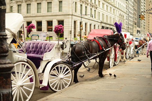 New York City, USA - September 11, 2014: Horse Drawn Carriages in New York City that carries tourists around central Park. The New York City Mayor Deblassio is planning on banning them from the city. Up until now these horse drawn carriages have been iconic to new york city and very attractive to visitors to New York.