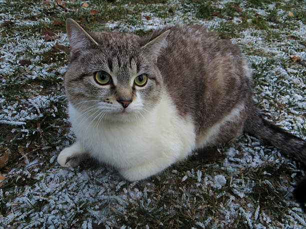 istock the cat on the first snow 527392645
