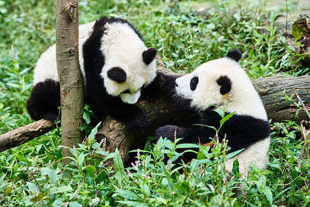 istock two Panda bears cubs playing Sichuan China 527393643