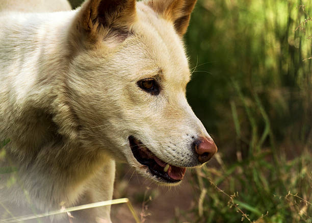 Dingo (Canis lupus dingo), Closeup stock photo