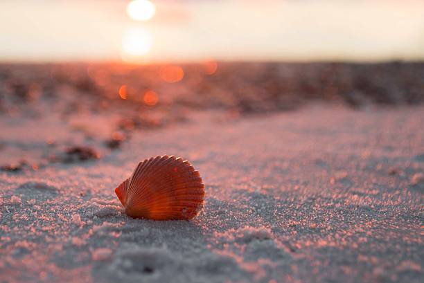 istock seashell in the sunset surf 527395007