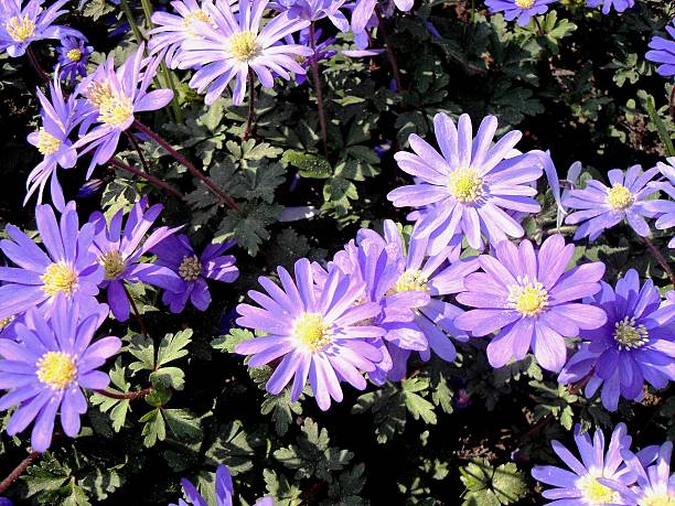 istock violet flowers (scilla siberica) are taking sunbath 527395075