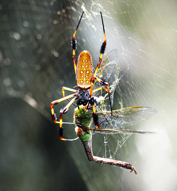 istock Golden Silk Orb-weaver and Dragonfly Prey 527395665