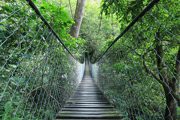 istock Hanging bridge in a rain forest, Guatemala 527396597